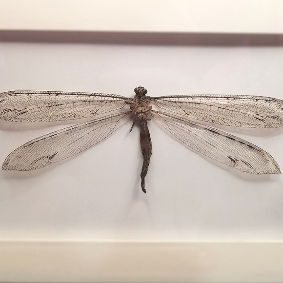 Framed Specimen- Antlion Adult - Picture 3 of 8